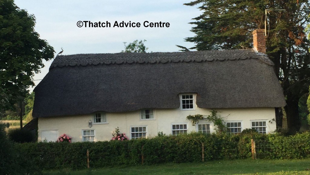 thatch-advice-centre-july-newsletter