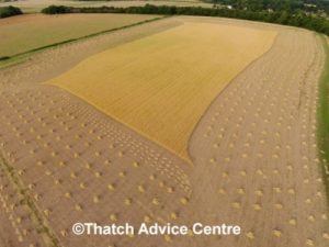 thatch-advice-centre-harvesting-thatching-straw