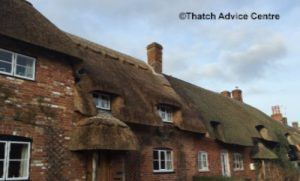 thatch-advice-centre-what-we're-up-to