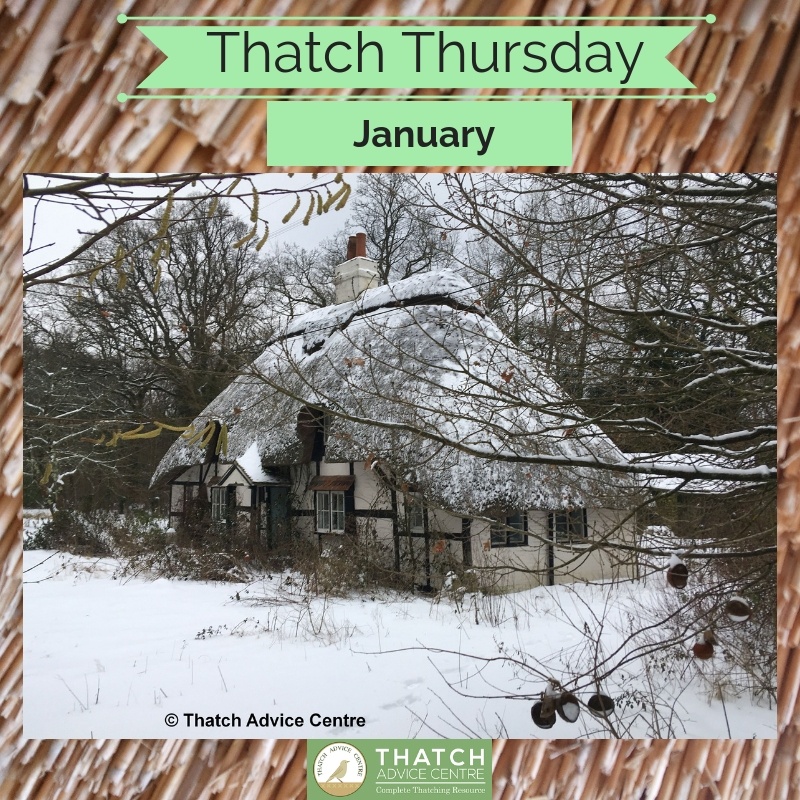 Thatch Thursday - January 2019