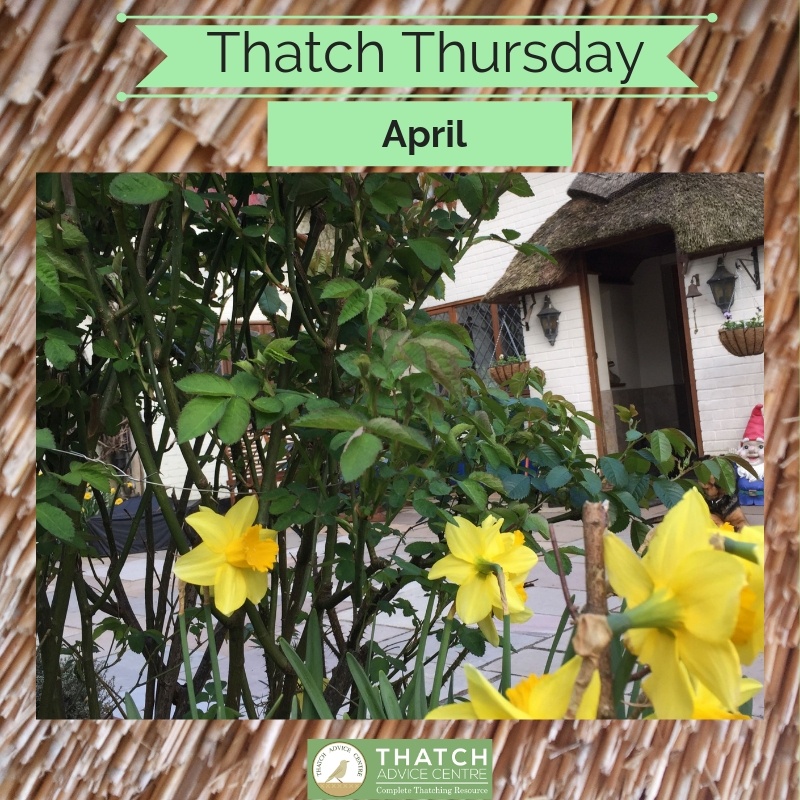 Thatch Thursdays April 2019