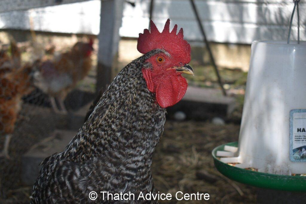 Ways to avoid vermin in thatch - feed chickens with care