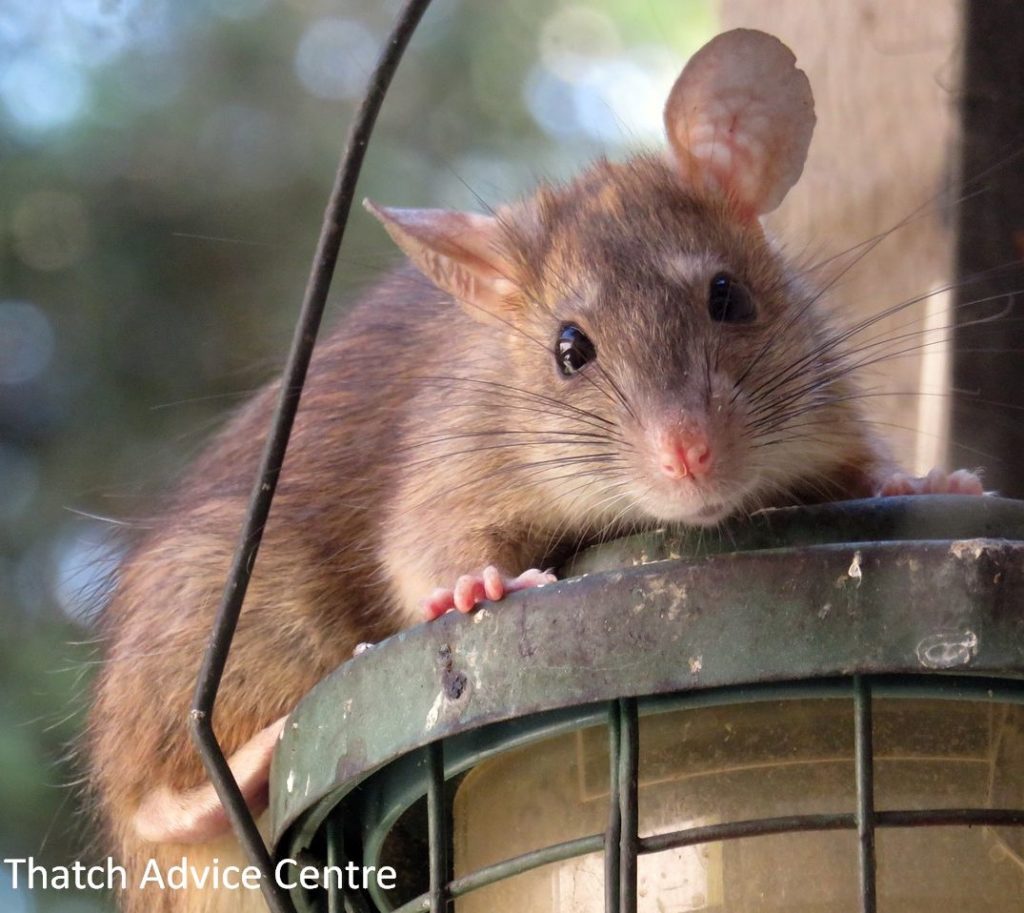 Rat on a bird feeder to be discouraged if you have a thatched property