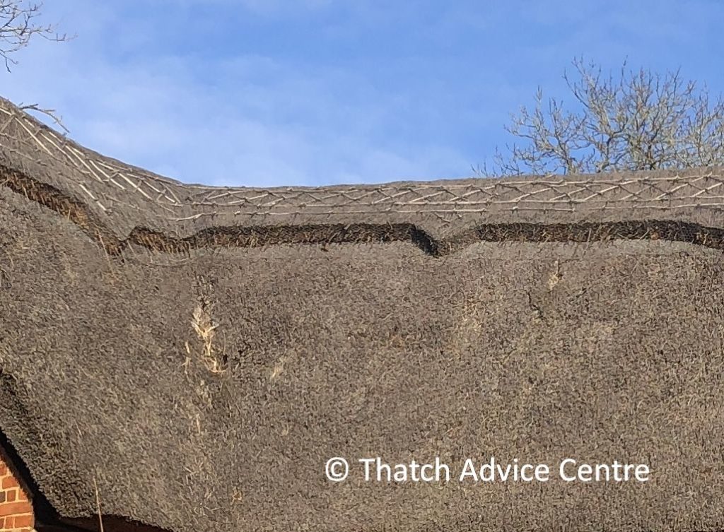 Vermin, mice, rats in Thatch