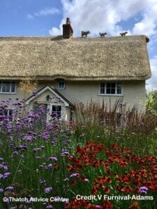 Thatch and Gardens Gallery - Credit V Furnival-Adams