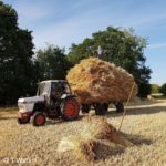 Collecting and Storing Thatching Straw - Carting from the field