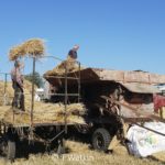 Preparing Straw for Thatching -threshing in the field