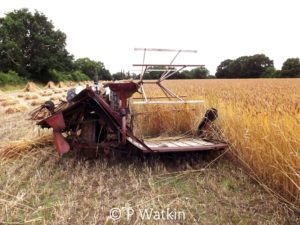 Harvesting Thatching Straw - Binder 1