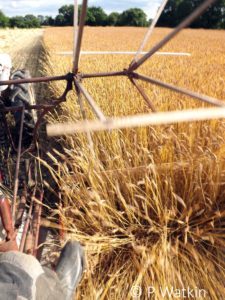 Harvesting Thatching Straw - Binder 2