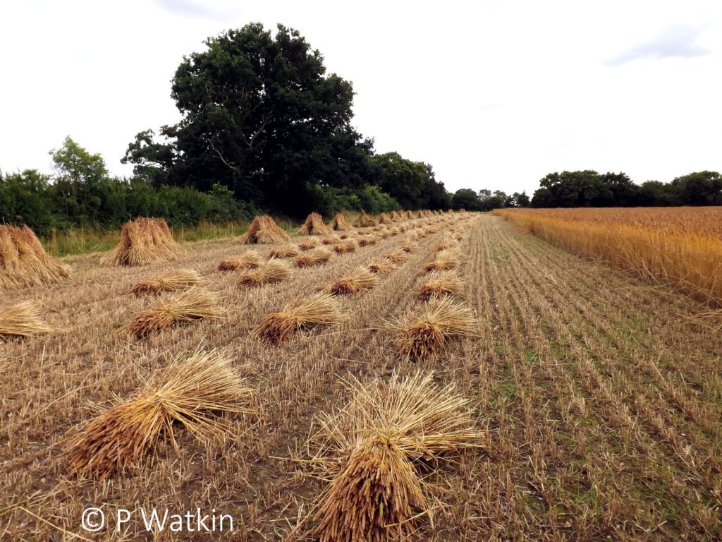 Harvesting Thatching Straw Shocks Sheaves