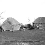 Collecting and Storing Thatching Straw - Thatched Stacks (Ricks)