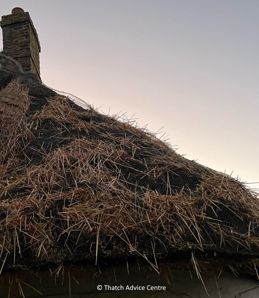 Vermin in thatched roof